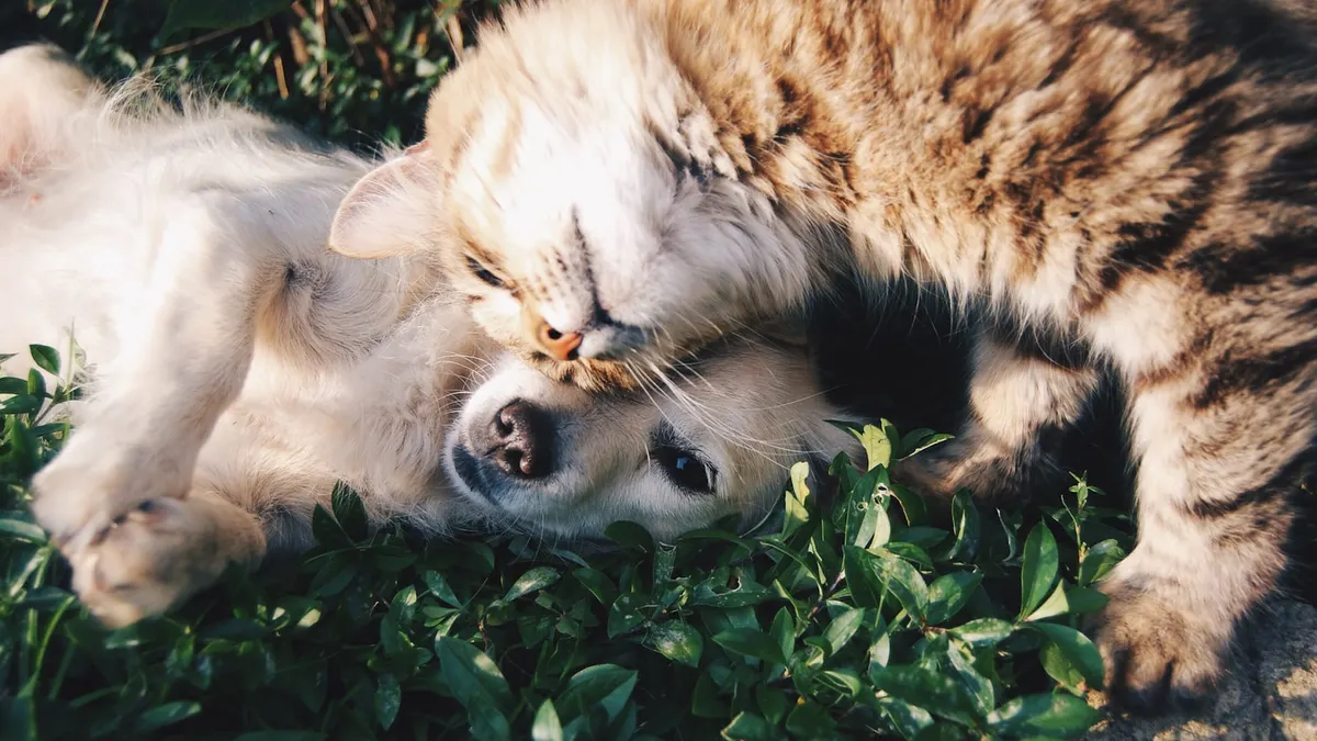 Perro y gato juntos, catálogo online para tienda de mascotas